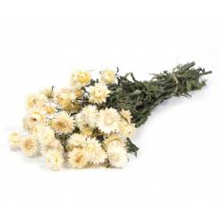 Helichrysum Seco Blanco 45cm 100g