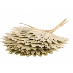 Palmito Sun Natural 50cm (10 Tallos)