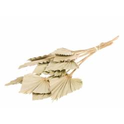 Palm Spear Natural 50cm (10 Tallos)