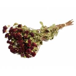 Rosa Ramificada Seca Roja 65cm 100g