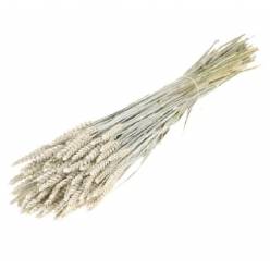 Trigo Seco Blanco 60cm 250g