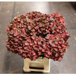 Hortensia Hol. Mag. Chocolate 60cm �18/20 Bic.