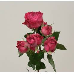 Ramificada Royal magic 50cm (7 Dias - 2)