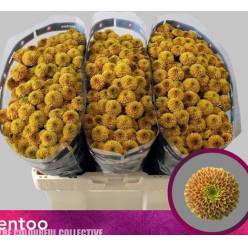 Marg. Santini Doria Orange x25 120gr