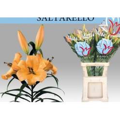 Oriental Hol. Nar. Saltarello 85cm 3 fl.
