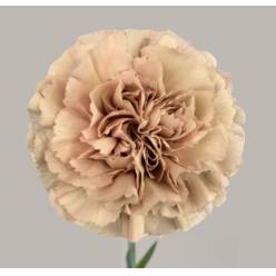 Clavel Hol. 60cm Caramel