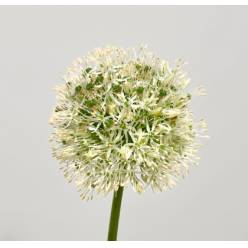 Allium Mont Everest 90cm