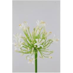 Agapantus Hol. Eyfori White 65cm