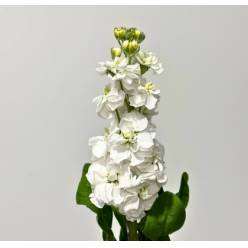 Aleli Hol. Stox White 60cm "T10"