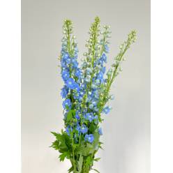 Delphinium Nac. Azul Claro 100cm (7 Dias - 2�)