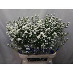 Aster Hol. Nb White Gypsy 85cm 40gr "T25"