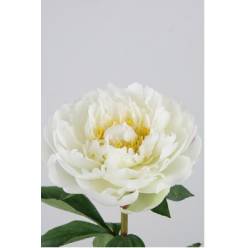 Peonia Hol. Snow Princess 60cm Blanca