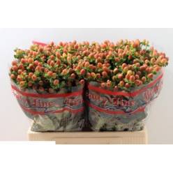 Hypericum Hol. Globo Coral 50cm "T25"
