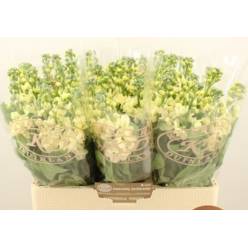 Aleli Hol. Stox Yellow 60cm "T10" (7 Dias - 2)