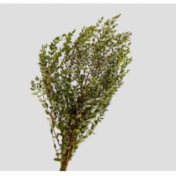 Eucalipto Italia Parviflora 70cm 300gr (7 Dias - 2)