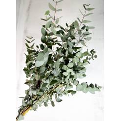 Eucalipto Italia Cinerea 70cm 300gr