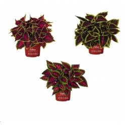 P. Coleos Nac 13/30cm "CC12"