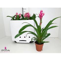 P. Guzmania Candy Luxe 12/45cm x6