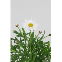 Leucanthemum Hol. Overig 60cm "T30"