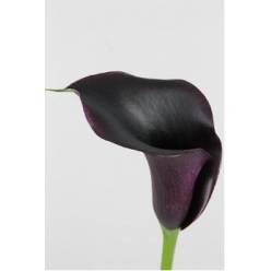 Calla Carrera 55cm Negra-Morada