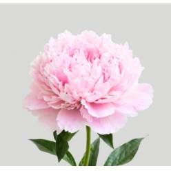 Peonia Hol. Sara Bernardt 55cm "AAA"