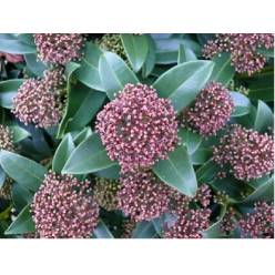 Skimmia Rubella 40cm (7 Dias - 2)