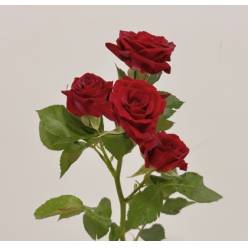 Ramificada Rubicon 50cm (7 Dias - 2)