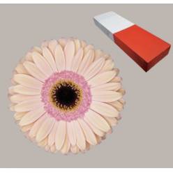 Gerbera Hol. Alliance x10 Rs-sal (7 Dias - 2)