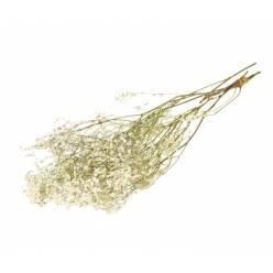 Paniculata Seca Blanca 70cm 30g