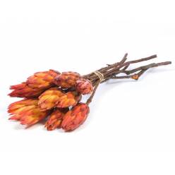 Protea Pendula Seca Rojo 35cm (10 Tallos)