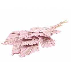 Palm Spear Rosa Claro 50cm (10 Tallos)