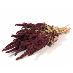 Amaranthus Seco Rojo 50cm 120g