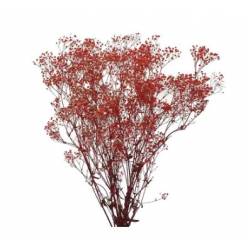 Paniculata Preservada Roja 40/60cm 100g