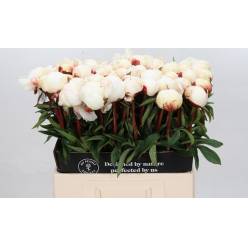 Peonia Hol. Brethour 60cm Bl. "AAA"