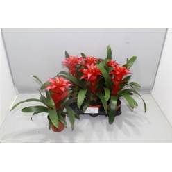 P. Guzmania Optima 13/40cm x6