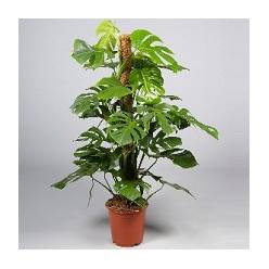 P. Monstera Deliciosa 19/85cm x3