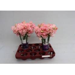 Lathyrus Parfum Salmon 35cm "T50"
