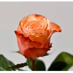 Rosa Ecu. Kahala 60cm Peach (7 Dias - 2�)