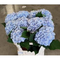 Hortensia Hol. Verena Azul 80cm �18/20