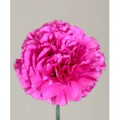 Clavel Nac. 70cm Farida