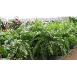 P. Helecho Macho 15/50cm  x6