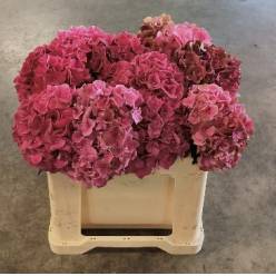 Hortensia Hol. Pink Ruby Classic 50cm �18/20