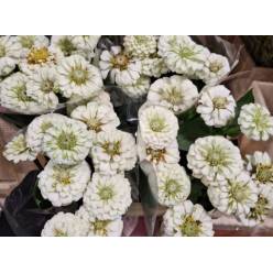 Zinnia Elegance 40cm