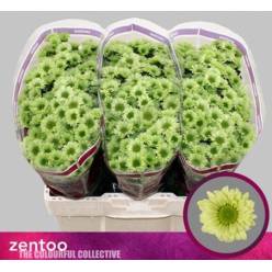 Santini Turtle 45cm 1200gr "T25" Vd.