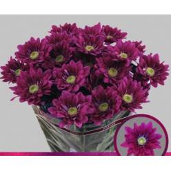 Margarita Hol. Serenity Purple 75gr