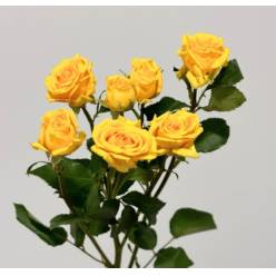 Ramificada Tarantella 50cm Am (7 Dias - 2)