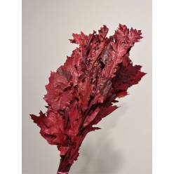 Roble Preservado Rubra Rojo 90cm