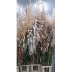 Cortaderia A Selloana 150-180cm "T5"