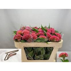 Celosia Cresta Pink Delight 55cm