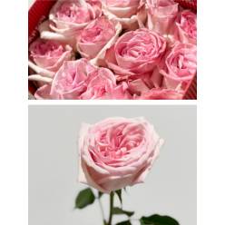 Rosa Ecu. Pink Ohara 50cm (7 Dias - 2)